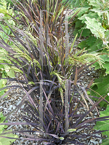 Picture of Oryza sativa 'Black Madras'