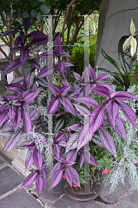 Picture of Strobilanthes dyerianus 