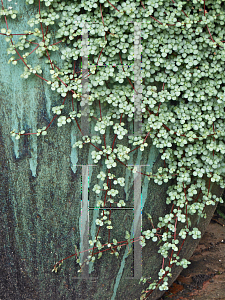 Picture of Pilea glauca 'Aquamarine'