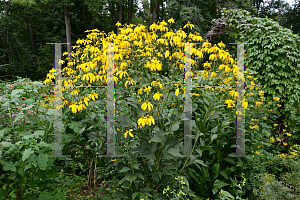 Picture of Rudbeckia nitida 'Herbstsonne'