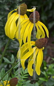Picture of Rudbeckia nitida 'Herbstsonne'