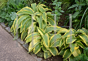 Picture of Symphytum x uplandicum 'Axminster Gold'