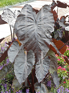 Picture of Colocasia esculenta 'Hawaiian Black Coral'