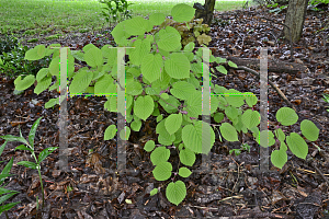 Picture of Corylopsis spicata 'Gold Spring'