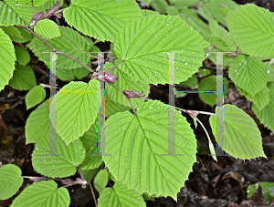 Picture of Corylopsis spicata 'Gold Spring'