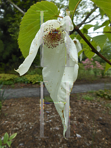 Picture of Davidia involucrata 