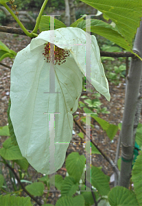 Picture of Davidia involucrata 