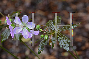 Picture of Geranium maculatum 'Espresso'