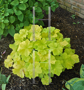 Picture of Heuchera villosa 'Citronelle'