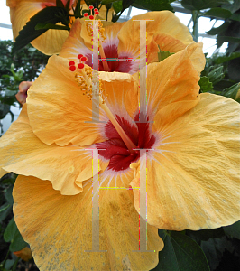 Picture of Hibiscus rosa-sinensis 'Jason'