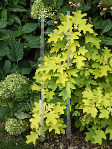 Picture of Hydrangea quercifolia 'Little Honey'