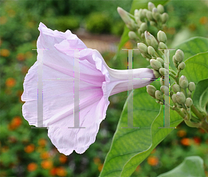 Picture of Ipomoea carnea ssp. fistulosa 