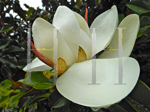 Picture of Magnolia grandiflora 