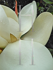 Picture of Magnolia grandiflora 