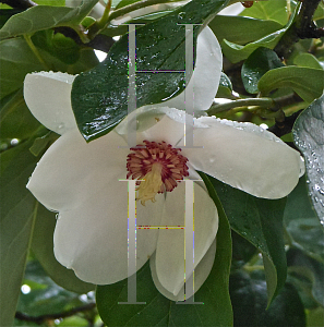 Picture of Magnolia sieboldii 