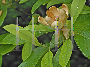 Picture of Magnolia virginiana 