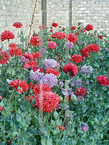 Picture of Papaver somniferum 