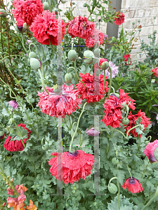 Picture of Papaver somniferum 