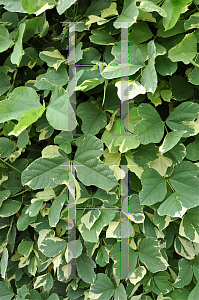 Picture of Pueraria lobata 'Variegata'