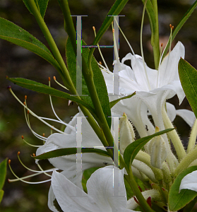 Picture of Rhododendron viscosum 