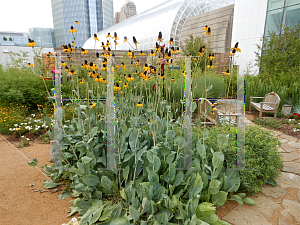 Picture of Rudbeckia maxima 