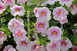 Picture of Calibrachoa  'Noa (Almond Blossom)'