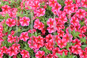 Picture of Calibrachoa  'Aloha Neon Vulcano'