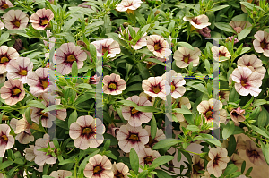 Picture of Calibrachoa  'MiniFamous Purple Sand'