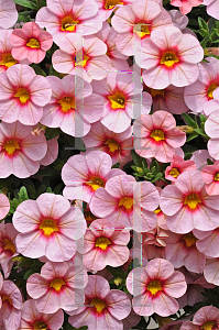 Picture of Calibrachoa  'Aloha Tiki Soft Pink'