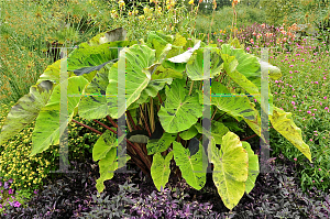 Picture of Colocasia esculenta 'Mojito'