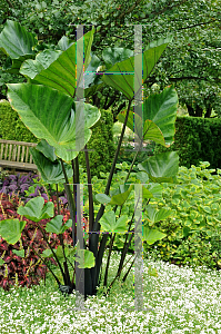 Picture of Colocasia esculenta 'Tea Cup'