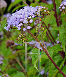 Picture of Conoclinium coelestinum 