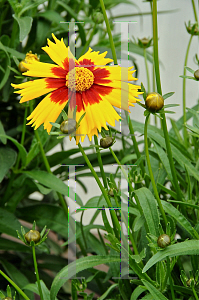 HORTICOPIA®-- Coreopsis grandiflora 'Heliot' (Tickseed Coreopsis ...