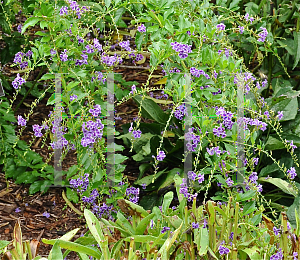 Picture of Duranta erecta 