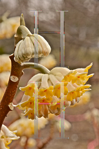 Picture of Edgeworthia chrysantha 