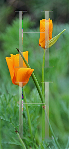 Picture of Eschscholzia californica 