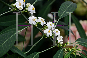 Picture of Euphorbia fulgens 'Alba'