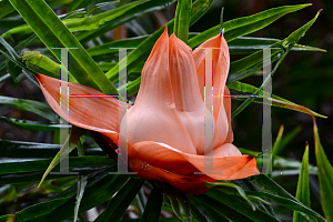 Picture of Freycinetia multiflora 