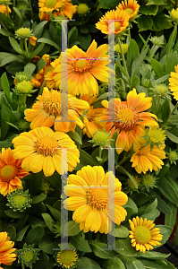 Picture of Gaillardia x grandiflora 'Arizona Apricot'