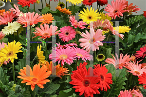 Picture of Gerbera jamesonii 