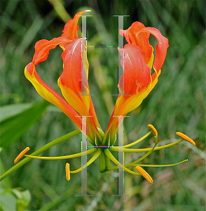 Picture of Gloriosa superba 'Rothschildiana'