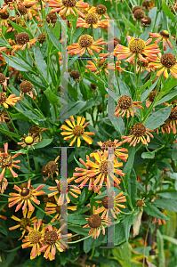 Picture of Helenium autumnale 