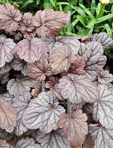 Picture of Heuchera  'Shanghai'