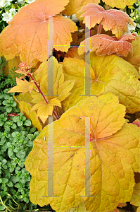 Picture of Heuchera  'Southern Comfort'