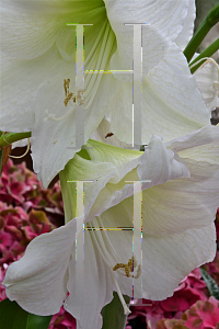 Picture of Hippeastrum x hybridum 