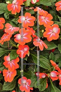 Picture of Impatiens walleriana 'Patchwork Cosmic Orange'