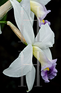 Picture of Laelia anceps var. veitchiana 