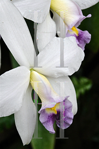 Picture of Laelia anceps var. veitchiana 