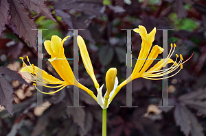 Picture of Lycoris chinensis 