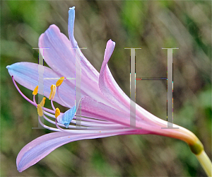 Picture of Lycoris squamigera 